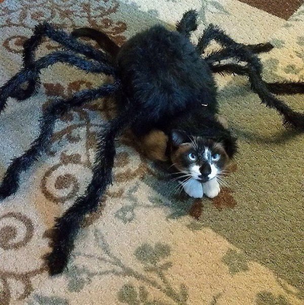 spider costume for cat -