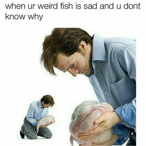 blobfish meme - when ur weird fish is sad and u dont know why