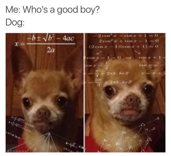 quadratic equations meme - Me Who's a good boy? Dog b b 4ac 2 Con? 2 Con cond 1 Con 1 1 0 0 20 2xk, kez 2xk, kez