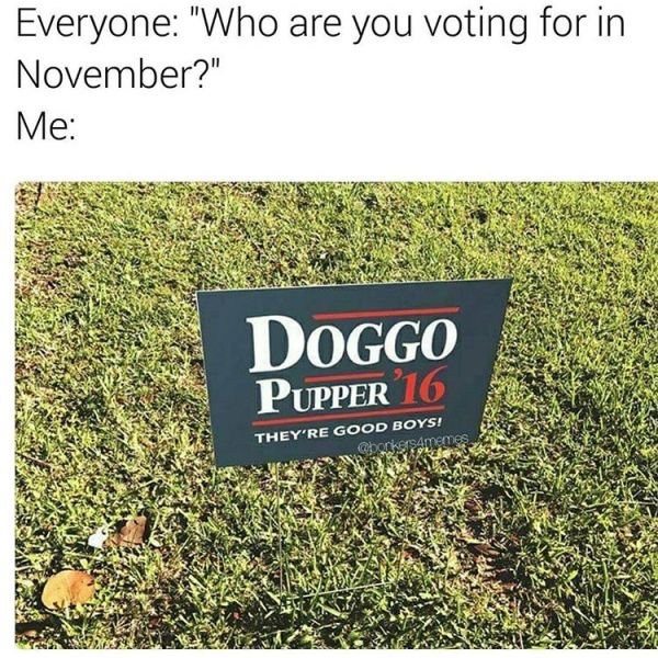voting funny - Everyone "Who are you voting for in November?" Me Doggo Pupper 16 They'Re Good Boys!