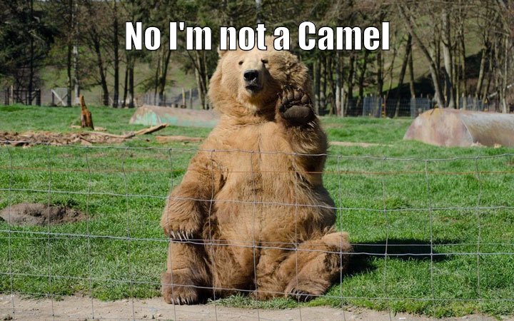 Not a camel