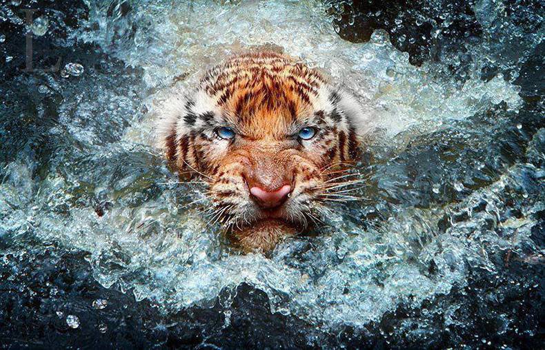 award winning tiger photography