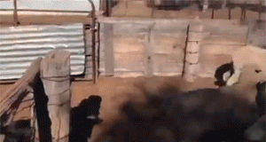 amazing GIF of a dog running over a flock of sheep