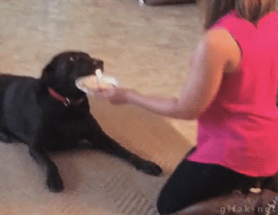 Gif of dog not happy with his birthday cake