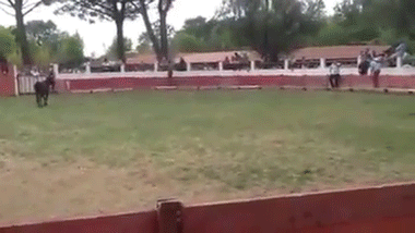man gets nailed by bull trying to take short cut through his pen