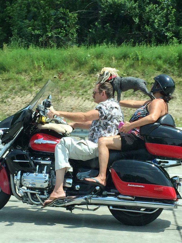 Biker Dogs....