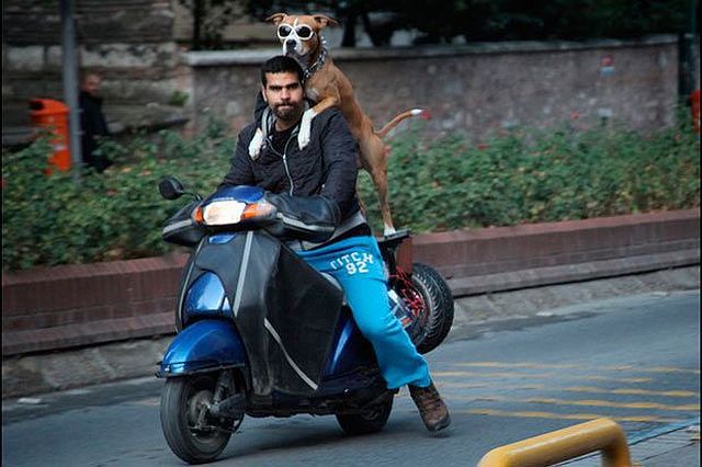 Biker Dogs....