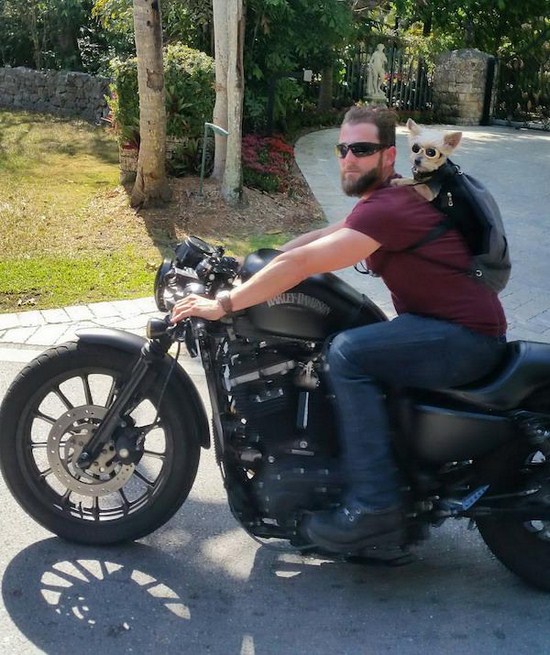 Biker Dogs....