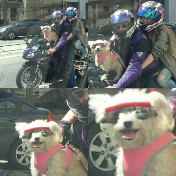 Biker Dogs....