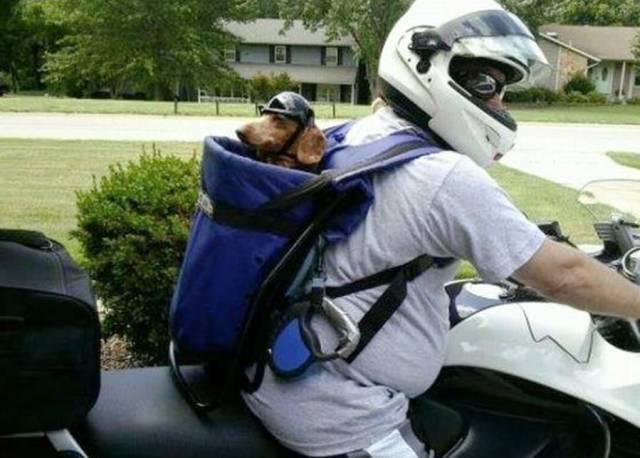 Biker Dogs....