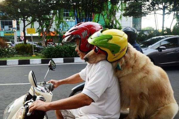 Biker Dogs....