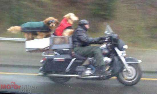 Biker Dogs....