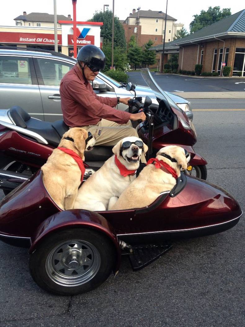 Biker Dogs....