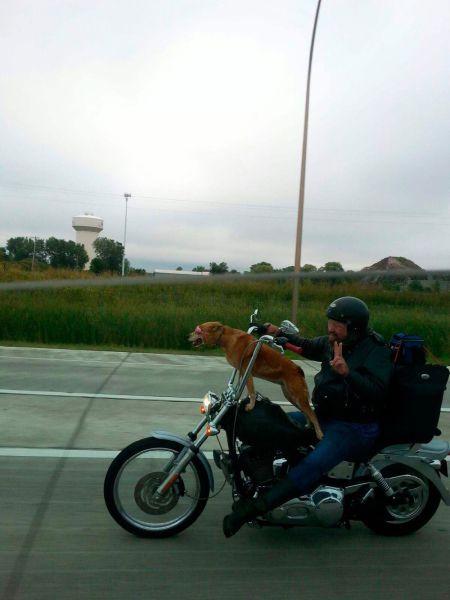 Biker Dogs....