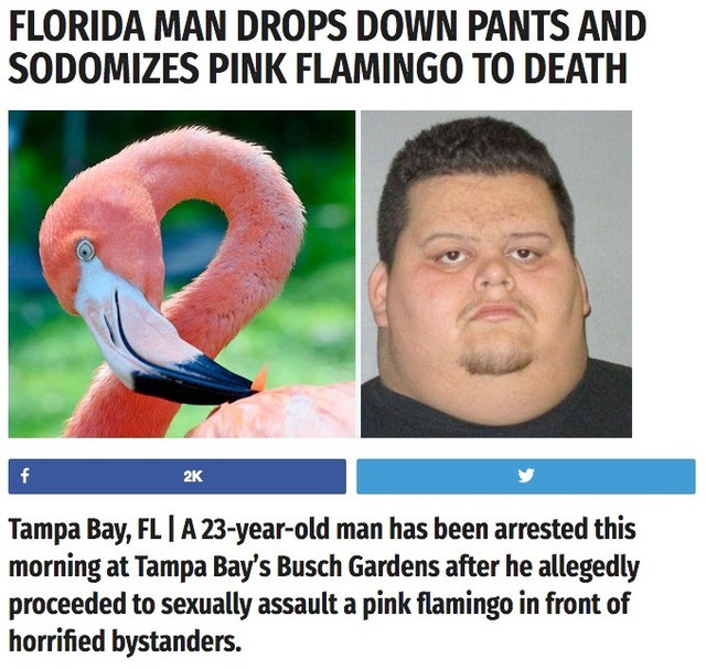florida man meme - Florida Man Drops Down Pants And Sodomizes Pink Flamingo To Death 2K Tampa Bay, Fl |A 23yearold man has been arrested this morning at Tampa Bay's Busch Gardens after he allegedly proceeded to sexually assault a pink flamingo in front of