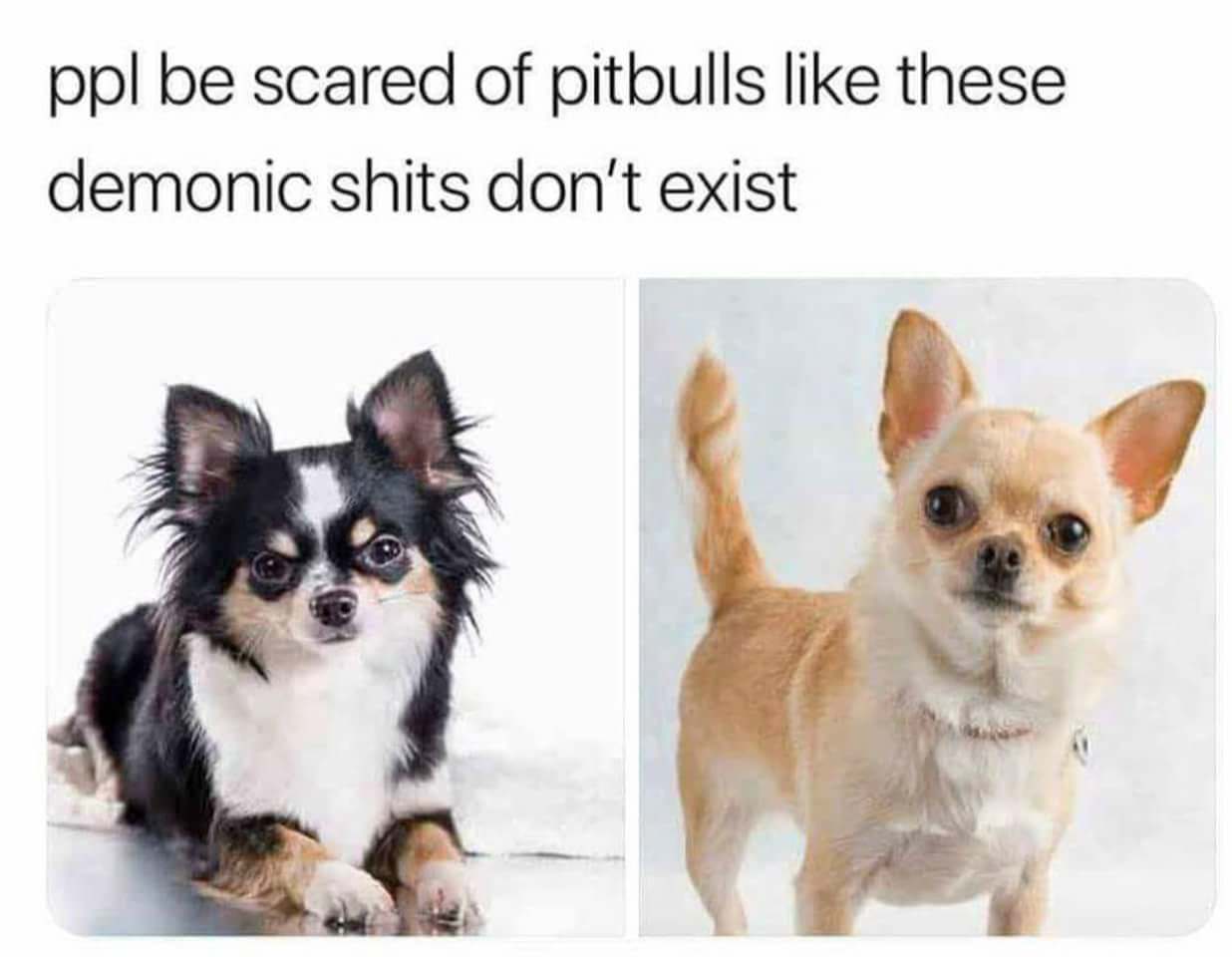 ppl be scared of pitbulls - ppl be scared of pitbulls these demonic shits don't exist