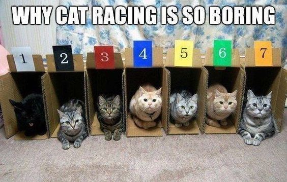 cat racing is so boring - Why Cat Racing Is So Boring