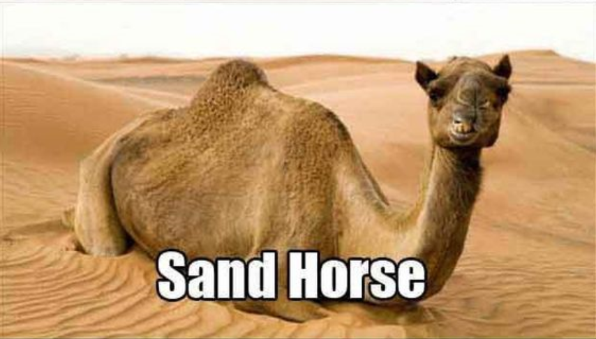 adaptation in animals in different climates - Sand Horse