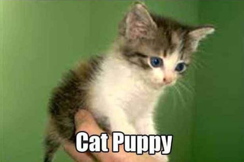 kitten images hd download - Cat Puppy