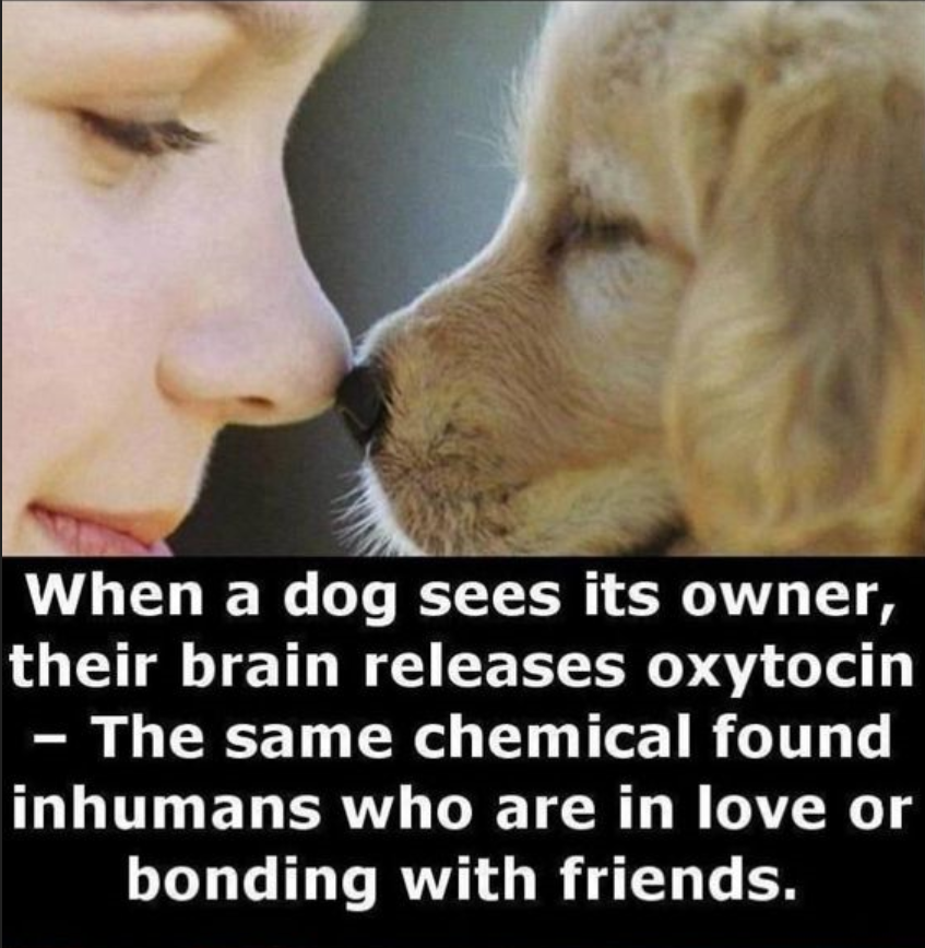 love of pets - When a dog sees its owner, their brain releases oxytocin The same chemical found inhumans who are in love or bonding with friends.