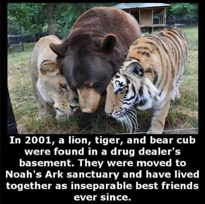 animal mutualism - In 2001, a lion, tiger, and bear cub were found in a drug dealer's basement. They were moved to Noah's Ark sanctuary and have lived together as inseparable best friends ever since.