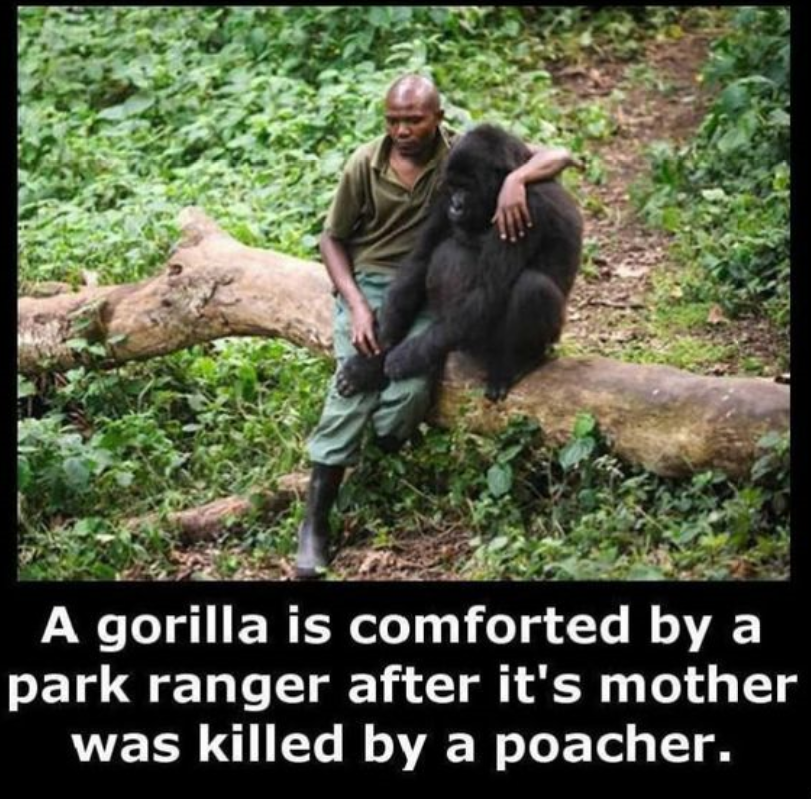 A gorilla is comforted by a park ranger after it's mother was killed by a poacher.