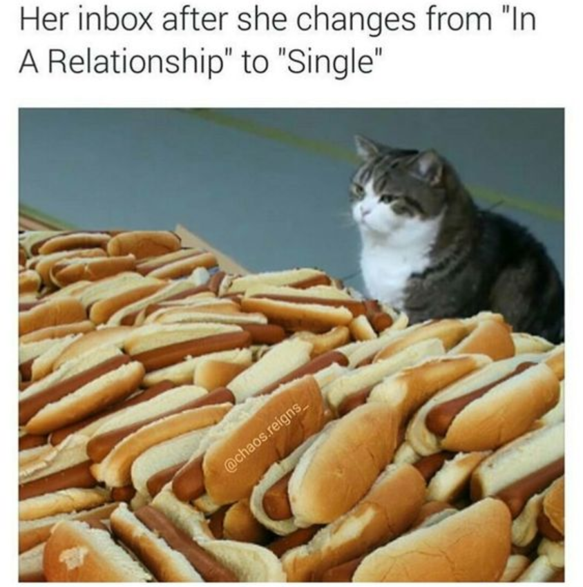 cat hot dogs meme - Her inbox after she changes from "In A Relationship" to "Single" reigns