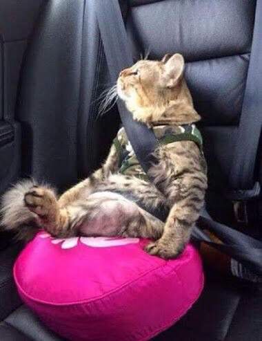 cat in a booster seat