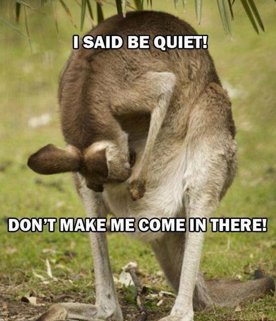 kangaroo meme - I Said Be Quiet! Don'T Make Me Come In There!