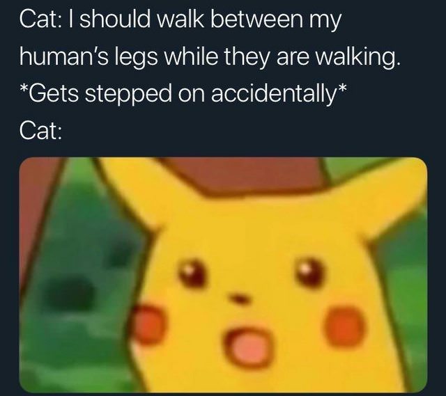 pikachu memes surprise - Cat I should walk between my human's legs while they are walking. Gets stepped on accidentally Cat