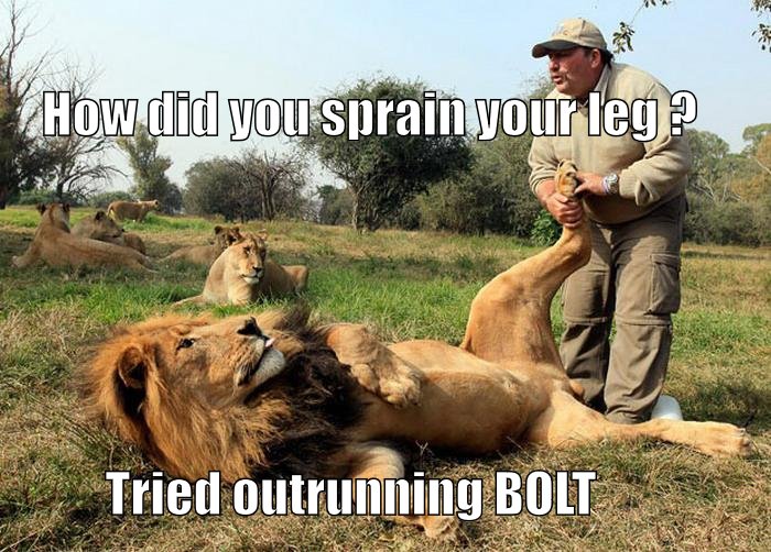 Injured Lion