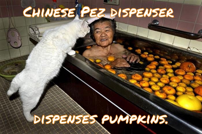 Cat pushes down head, out pops a pumpkin.