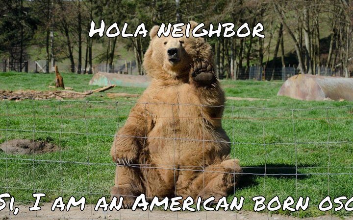 Nobody parties like a brown bear