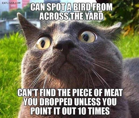caturday cat meme of cat owner memes - canvacom Can Spot A Bird From rl Across The Yard Can'T Find The Piece Of Meat You Dropped Unless You Point It Out 10 Times