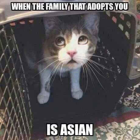 caturday cat meme of cat cage meme - When The Family That Adopts You Is Asian
