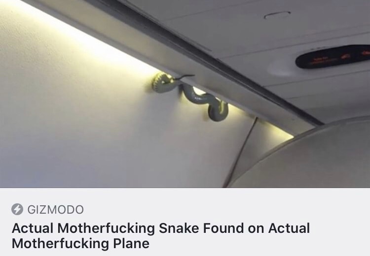 snake in a plane - Gizmodo Actual Motherfucking Snake Found on Actual Motherfucking Plane