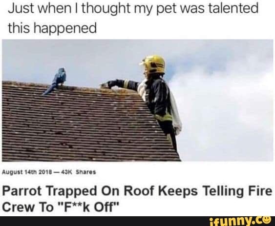roof - Just when I thought my pet was talented this happened August 14th 2018 43K Parrot Trapped On Roof keeps Telling Fire Crew To "Fk Off" ifunny.co