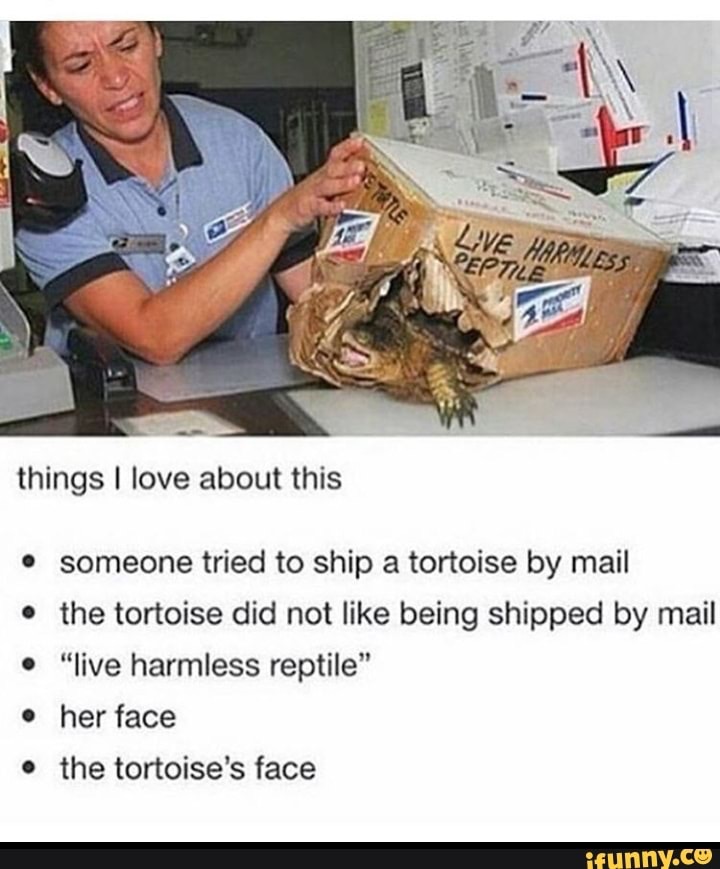 live harmless reptile - Live Harmless Peptile things I love about this someone tried to ship a tortoise by mail the tortoise did not being shipped by mail "live harmless reptile" her face the tortoise's face ifunny.co