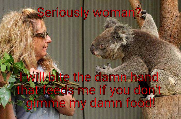 Never take a koala bears food, you will only make it mad!