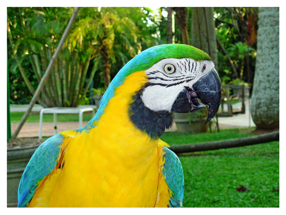 Macaw parrot