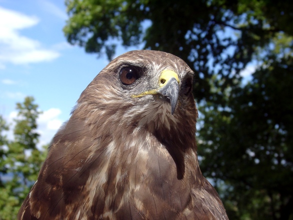 What a amazing looking hawk