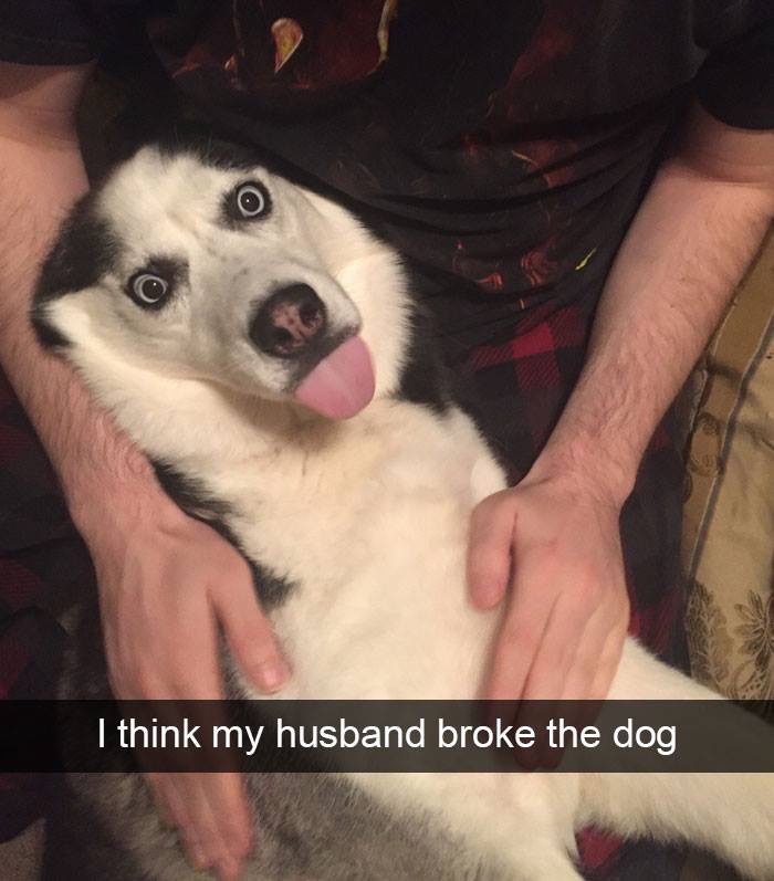 Dog - I think my husband broke the dog