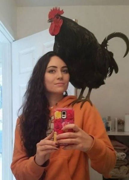 rooster on shoulder