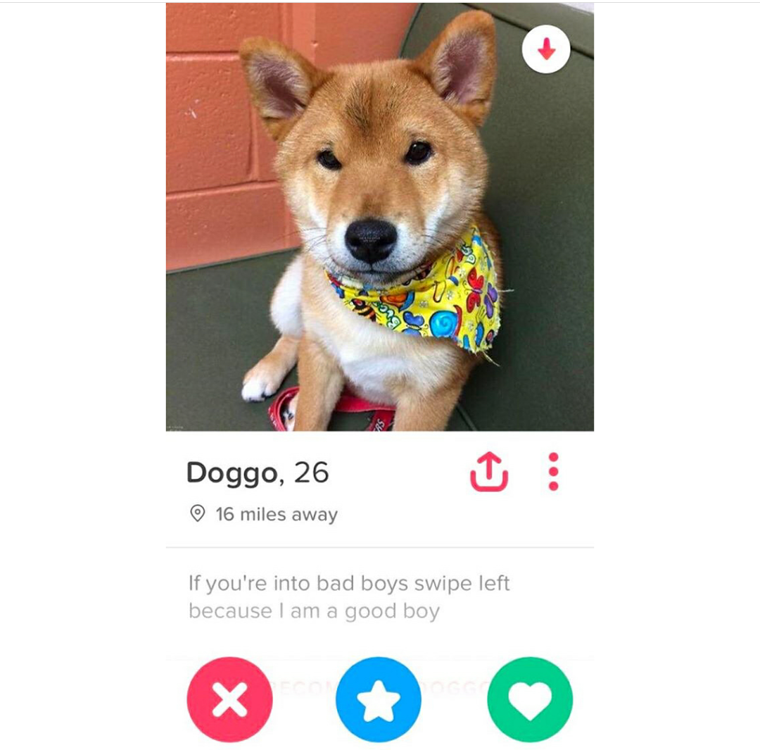 zoom in meme - Doggo, 26 16 miles away If you're into bad boys swipe left because I am a good boy
