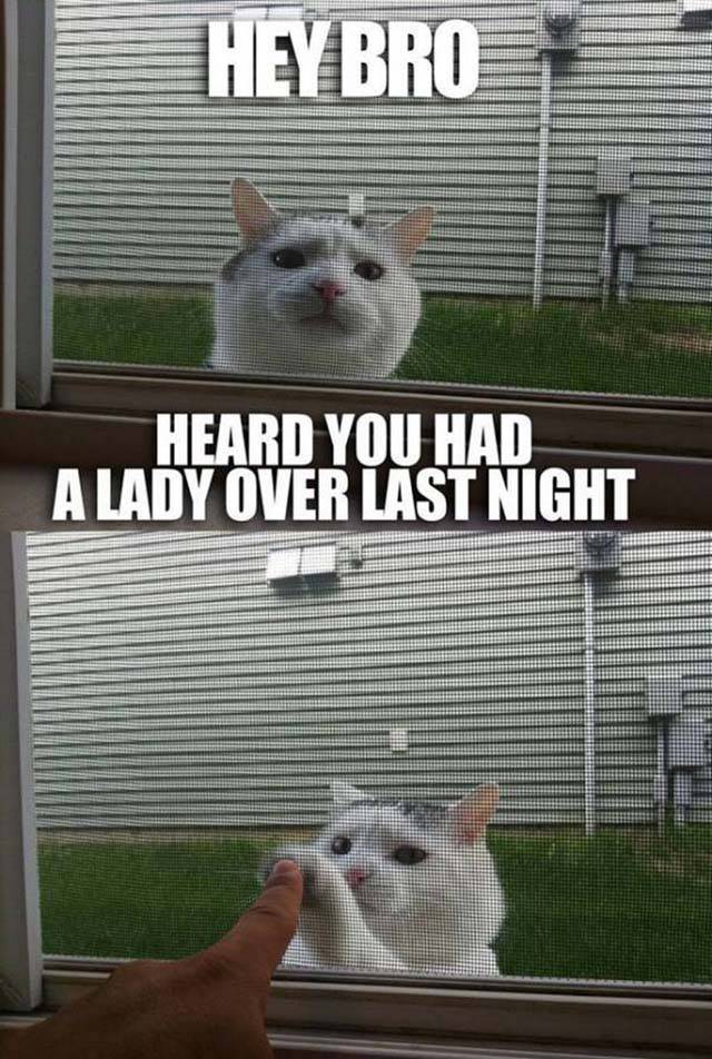 Cute cat meme of cat coming over to your window, saying he heard you had a lady over last night, and then giving a fist/paw bump