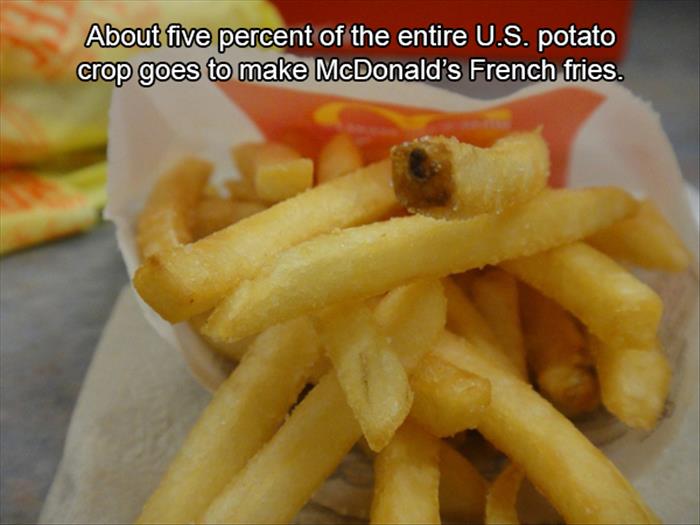 French fries - About five percent of the entire U.S. potato crop goes to make McDonald's French fries.