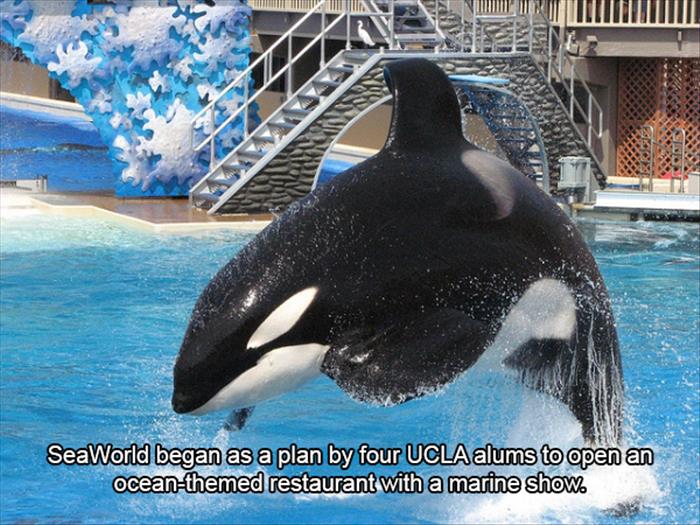 seaworld san diego - SeaWorld began as a plan by four Ucla alums to open an oceanthemed restaurant with a marine show.