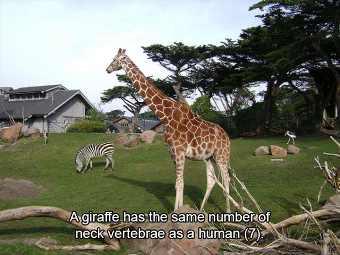 giraffe - A giraffe has the same number of neck vertebrae as a human 7.