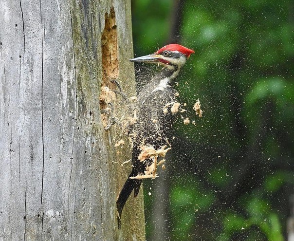 21 Pics of Animals In The Wild