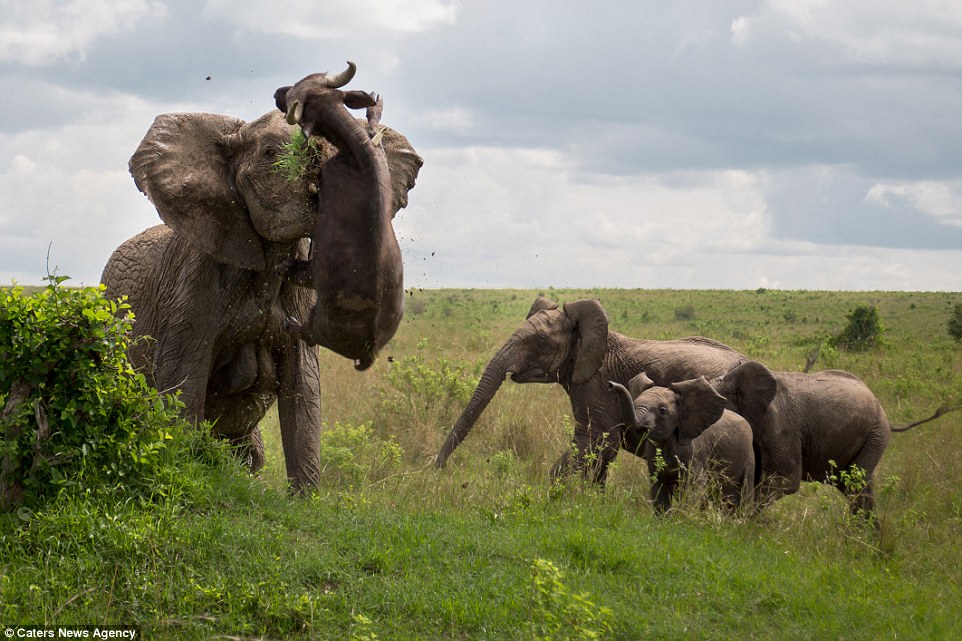 21 Pics of Animals In The Wild